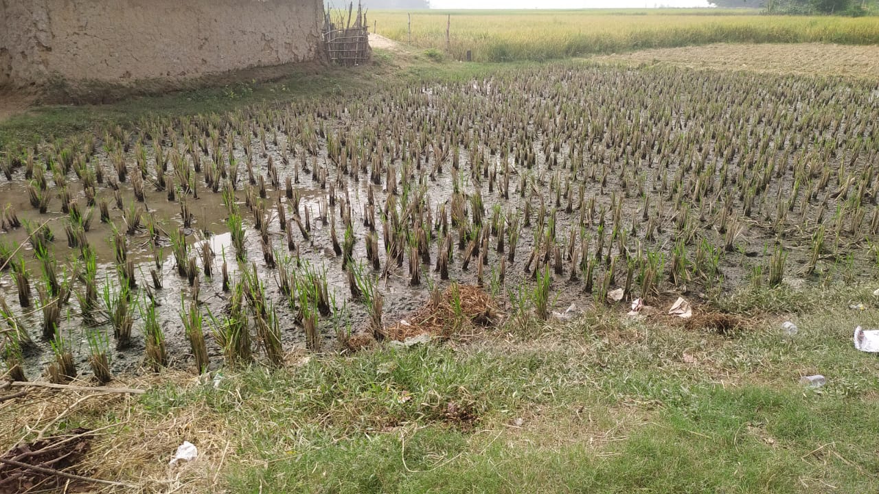 প্রতিকূল আবহাওয়া – আতঙ্কিত আলুচাষীরা